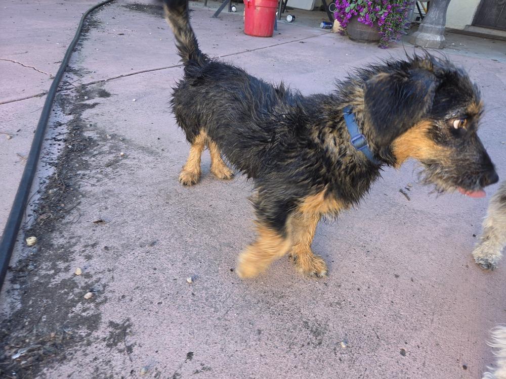 Enlarge Watson, a Adoptable mixed breed in Albuquerque, NM image 2/4