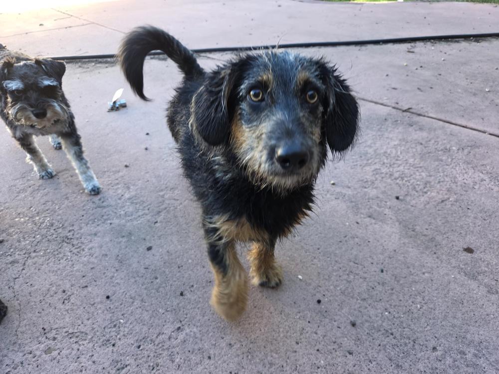 Enlarge Watson, a Adoptable mixed breed in Albuquerque, NM image 3/4
