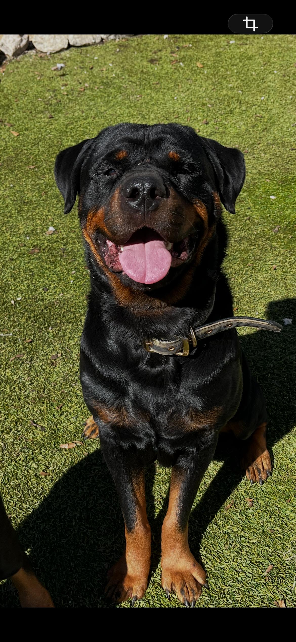 Enlarge Clyde, a Adoptable Rottweiler in Mooresville, NC image 1/3