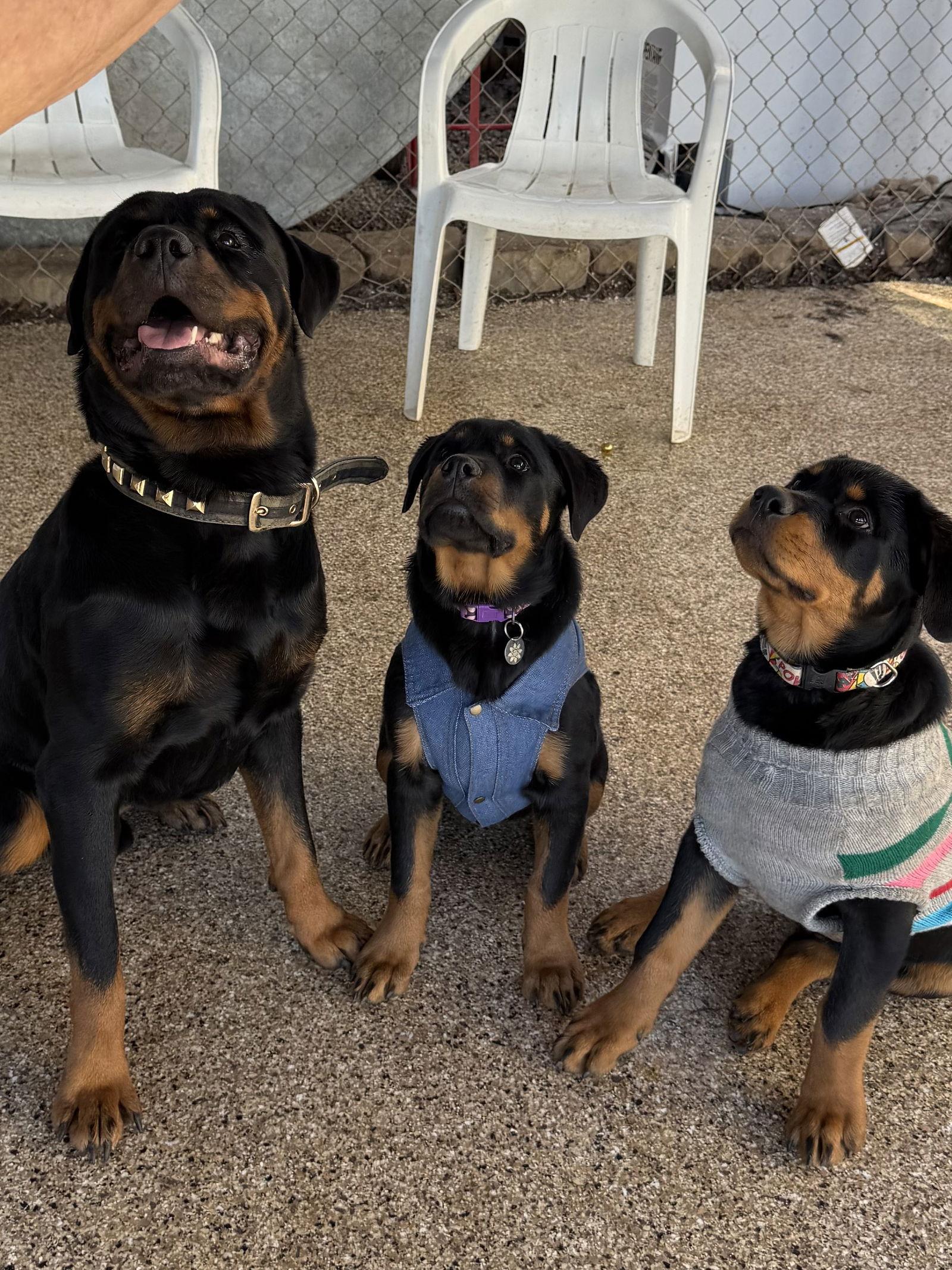 Enlarge Clyde, a Adoptable Rottweiler in Mooresville, NC image 2/3