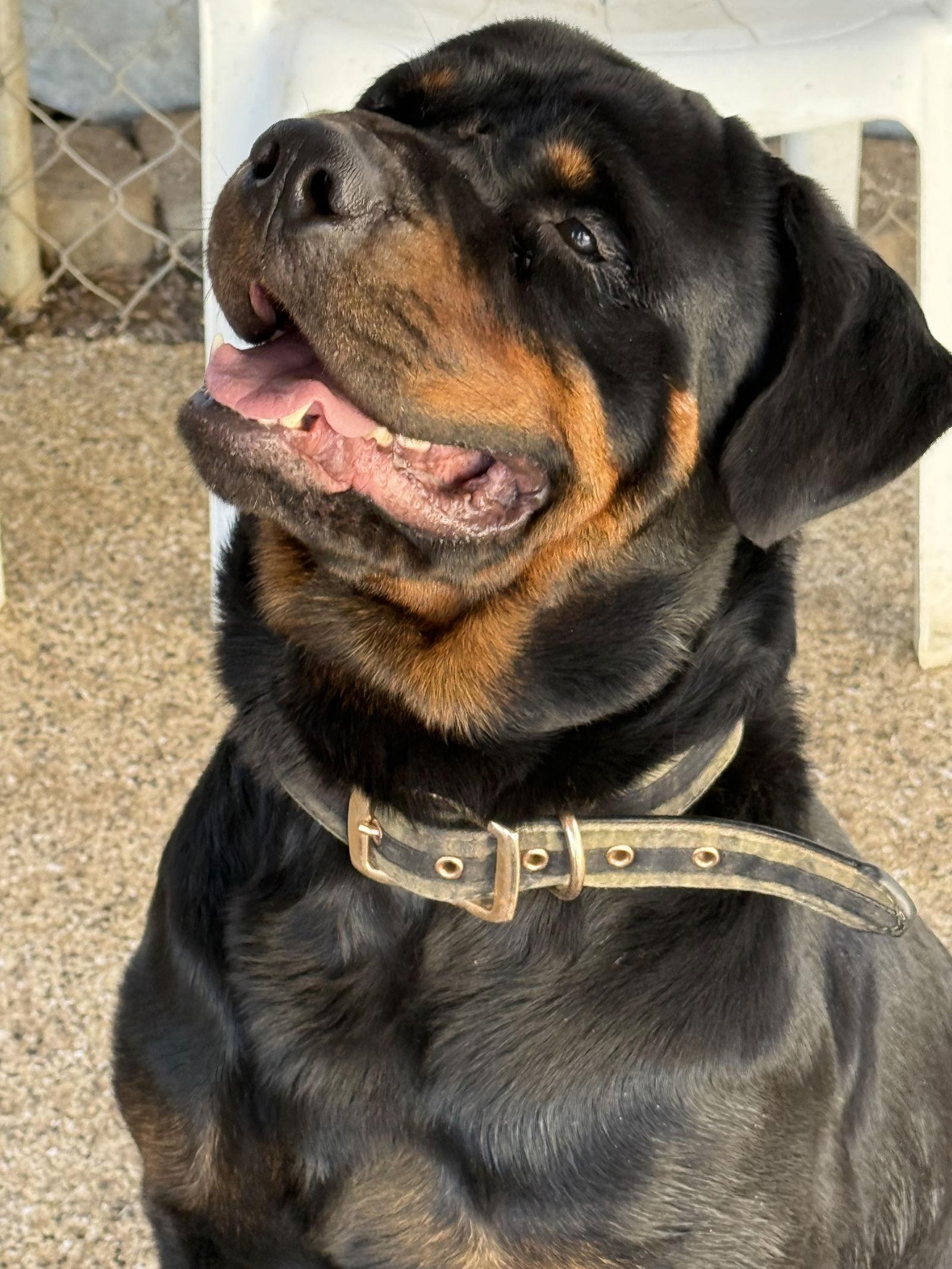 Enlarge Clyde, a Adoptable Rottweiler in Mooresville, NC image 3/3