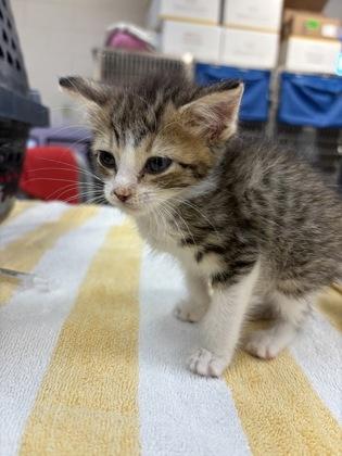 Yellow Fang, Adoptable, Kitten Female Domestic Short Hair & Domestic Short Hair.