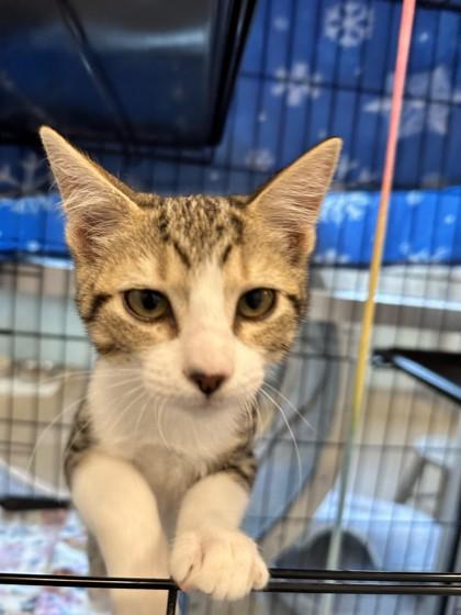 Yellow Fang — thumbnail 3