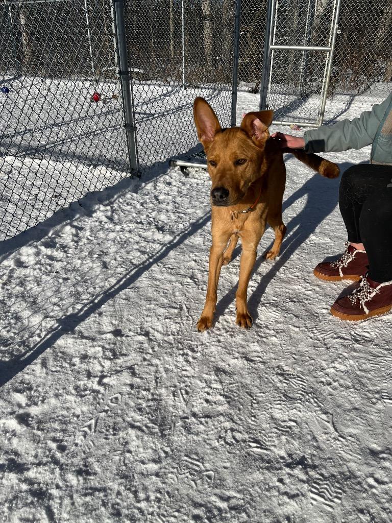 Charlie, Adoptable, Adult Male Labrador Retriever & Shepherd.