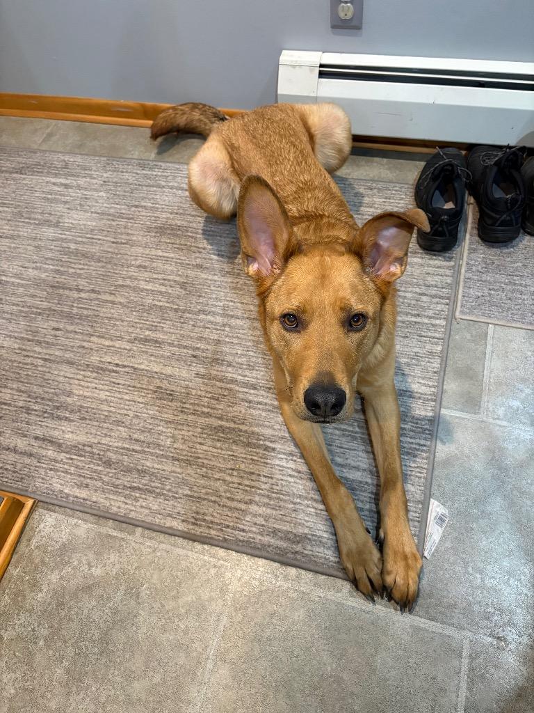 Enlarge Charlie, a Adoptable mixed breed in Virginia, MN image 2/5