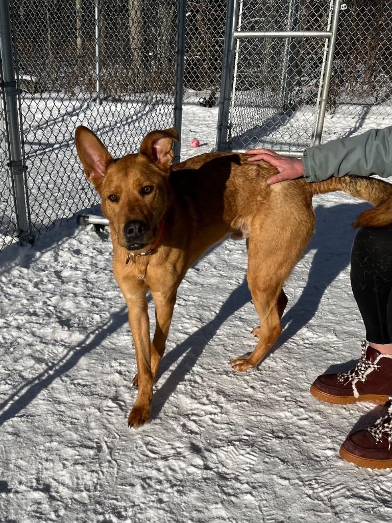 Enlarge Charlie, a Adoptable mixed breed in Virginia, MN image 2/2