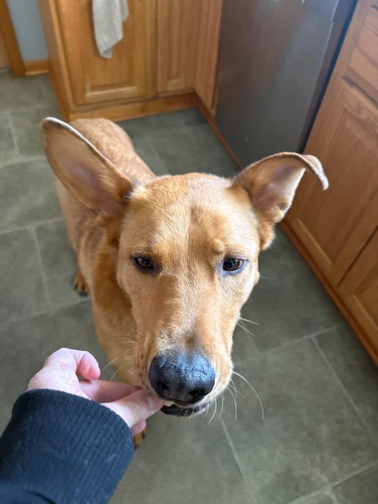Enlarge Charlie, a Adoptable mixed breed in Virginia, MN image 4/5