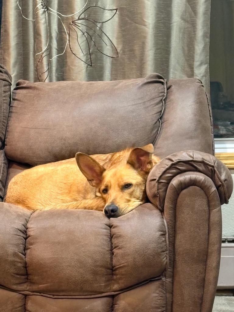 Enlarge Charlie, a Adoptable mixed breed in Virginia, MN image 5/5