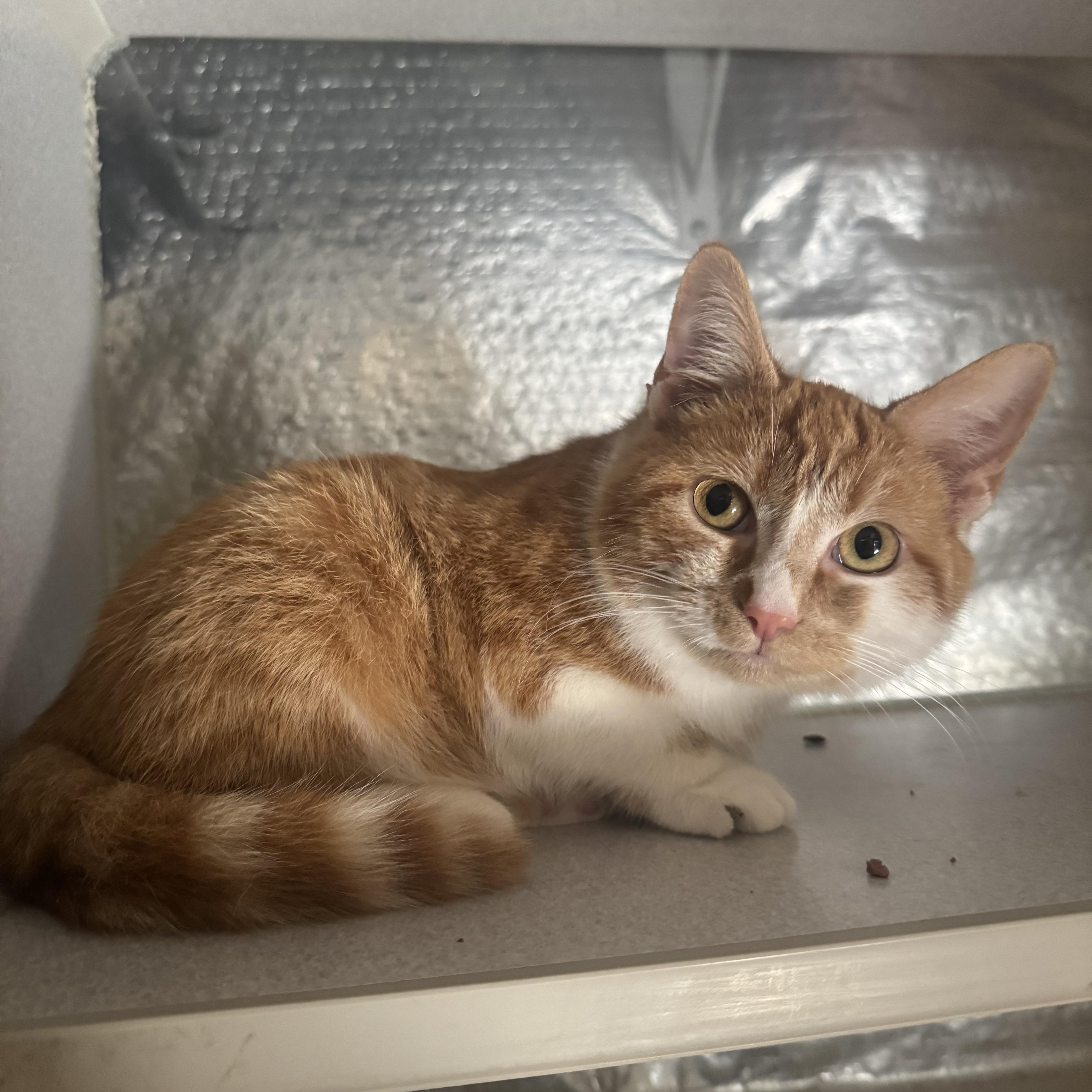 Munchkin , a ADOPTABLE mixed breed in Fredericksburg, VA image 2/4