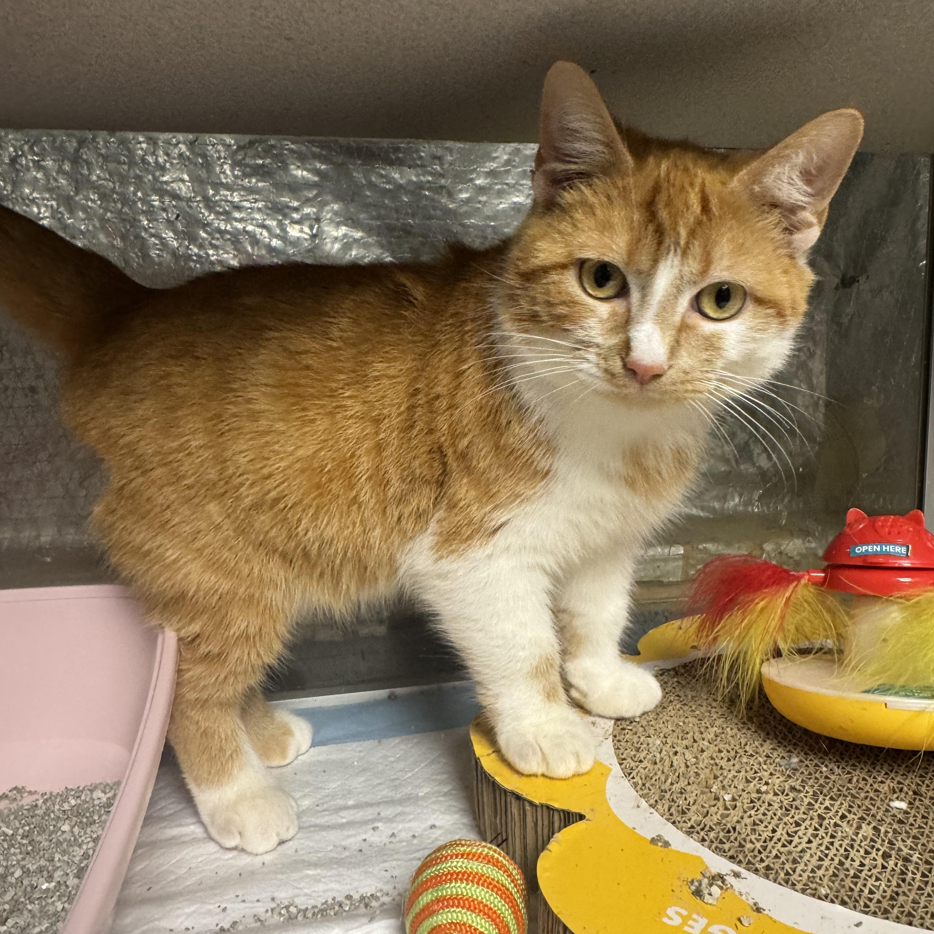 Munchkin , ADOPTABLE, Young Male Munchkin & Domestic Short Hair.