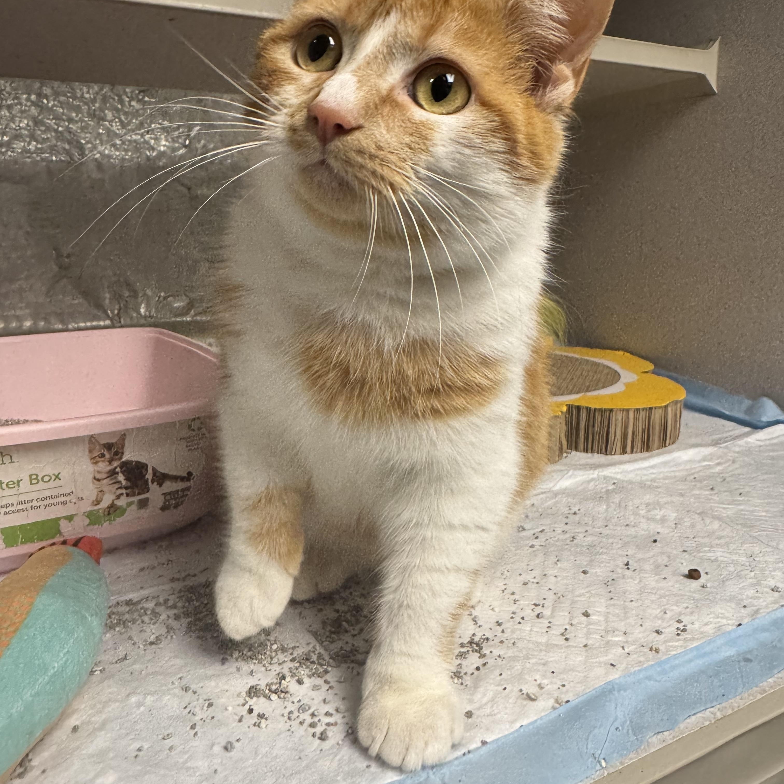 Munchkin , a ADOPTABLE mixed breed in Fredericksburg, VA image 3/4