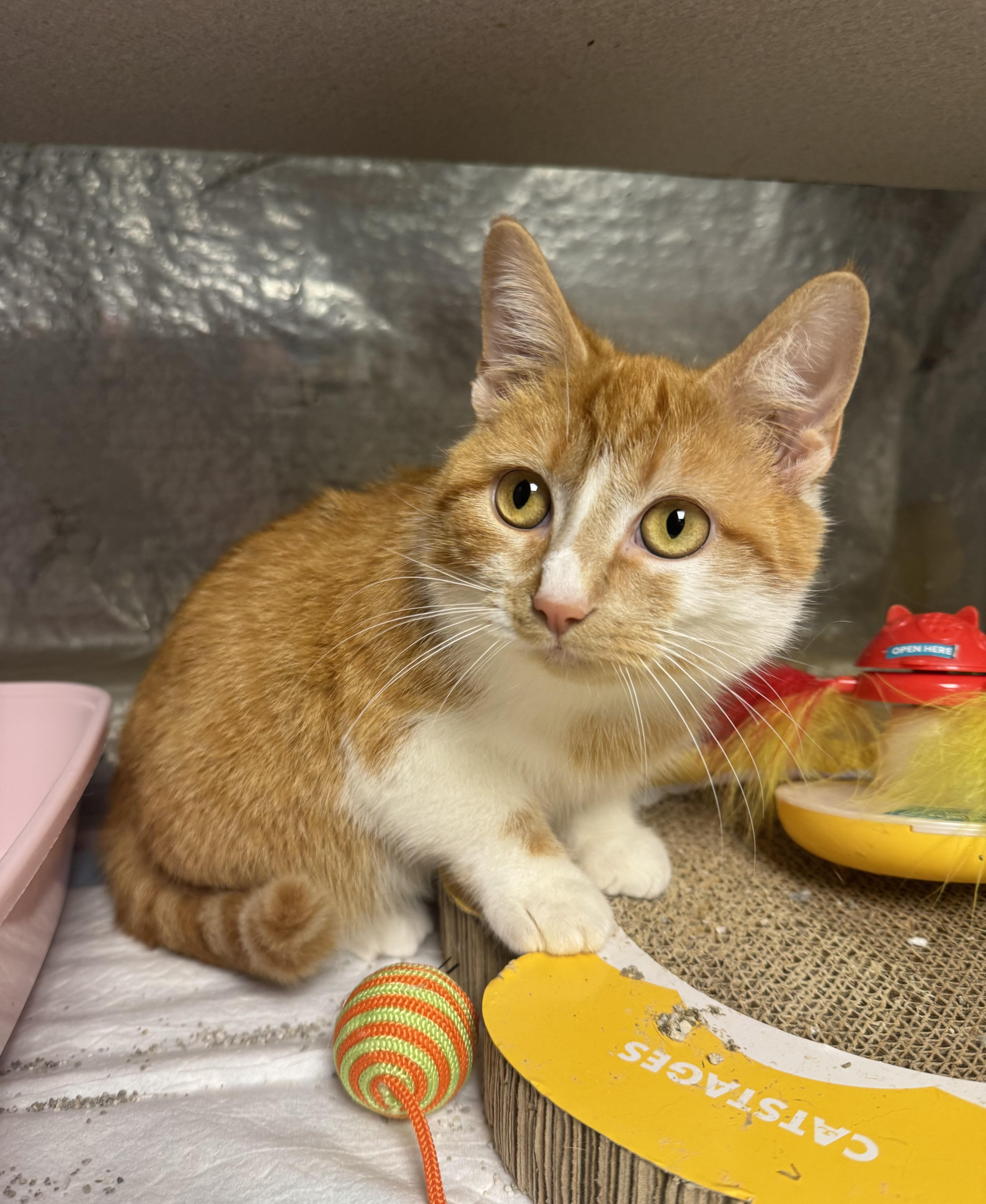 Munchkin , a ADOPTABLE mixed breed in Fredericksburg, VA image 4/4