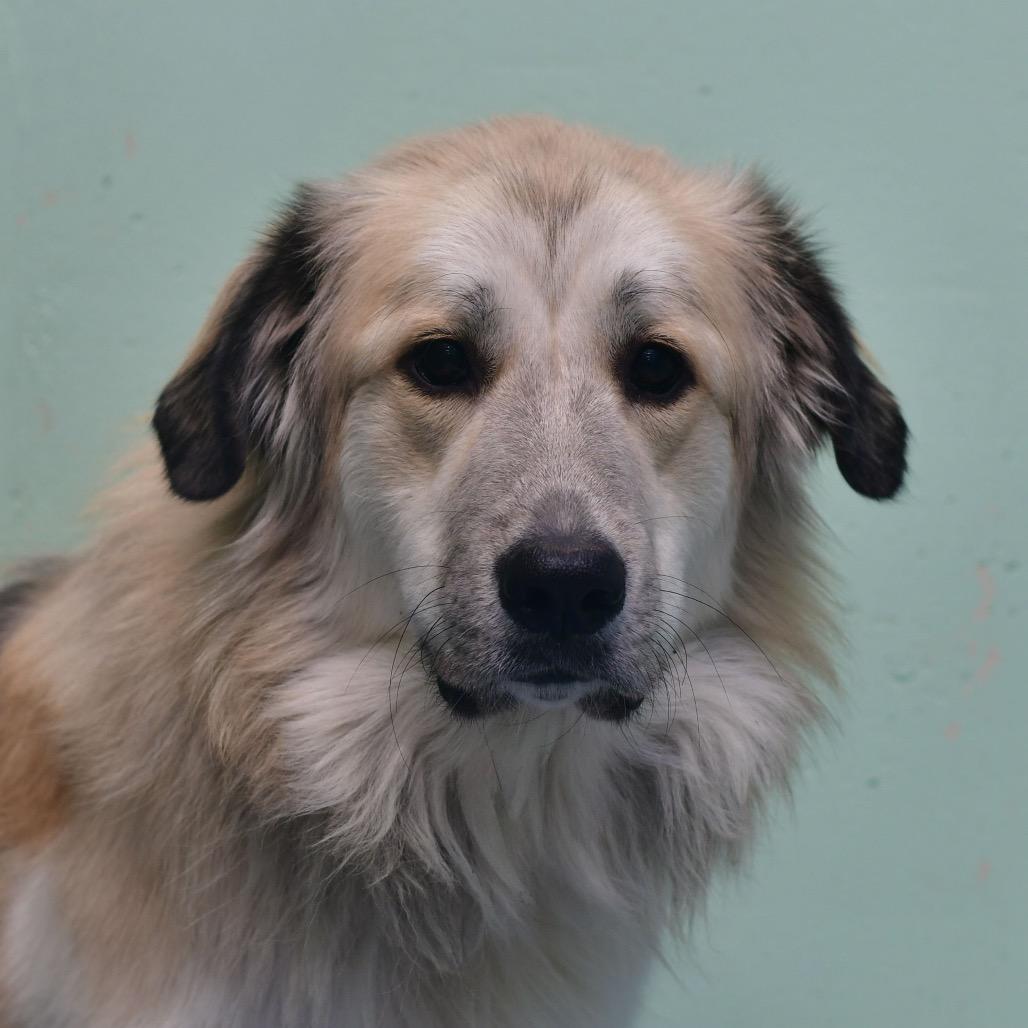 Gracie, Adoptable, Adult Female Great Pyrenees.