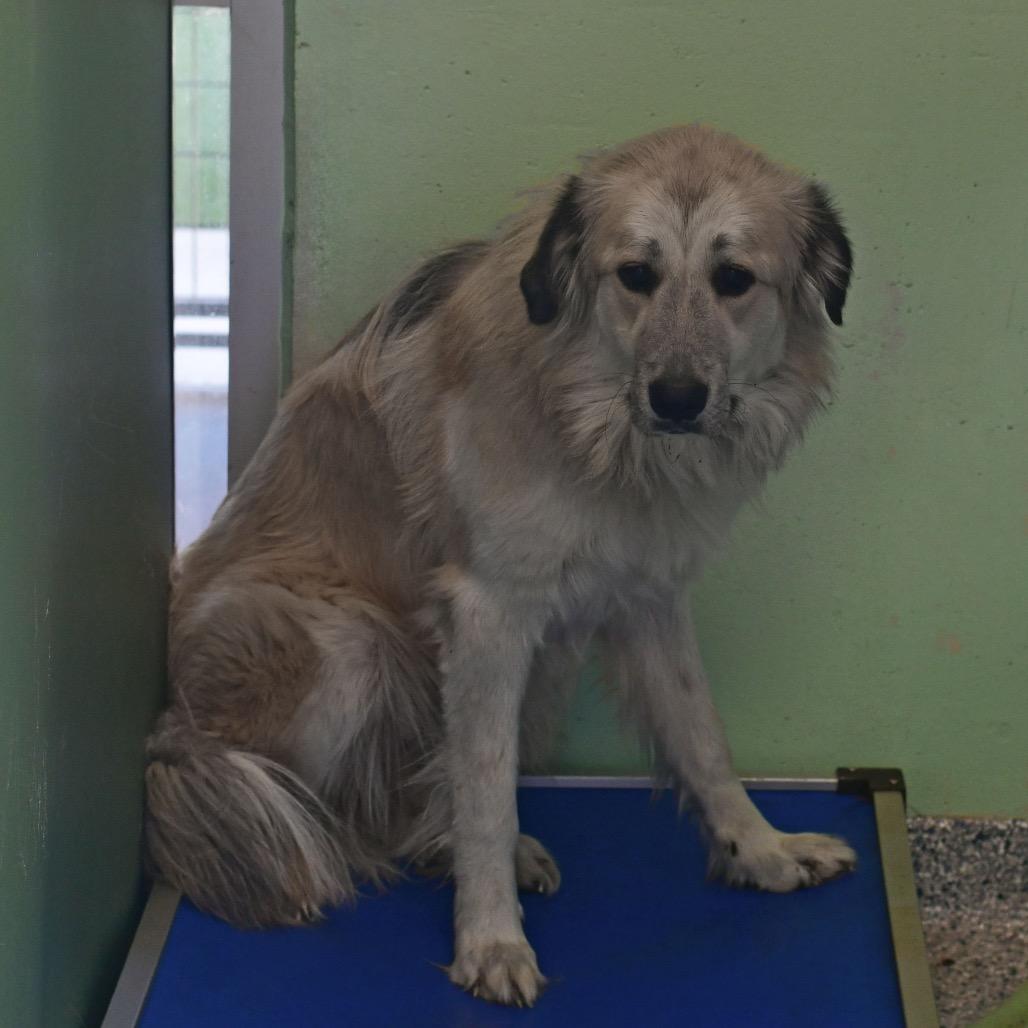 Enlarge Gracie, a Adoptable mixed breed in Ottawa, KS image 2/2