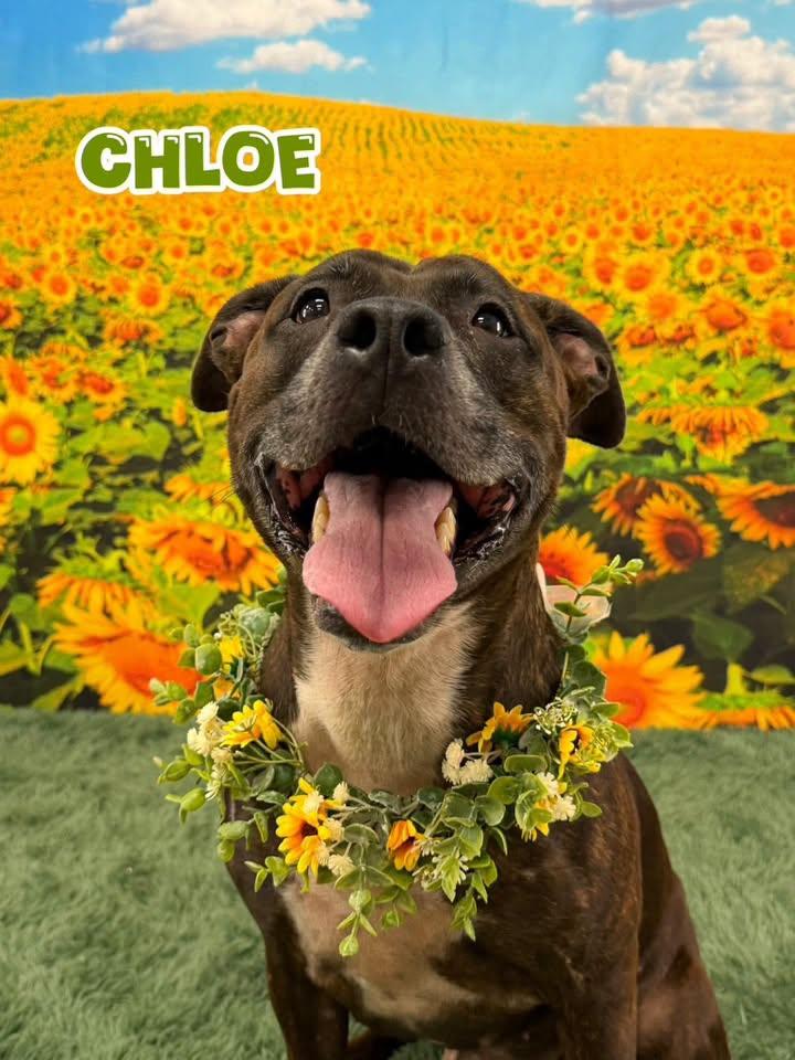 Chloe, Adopted, Adult Female Mixed Breed.