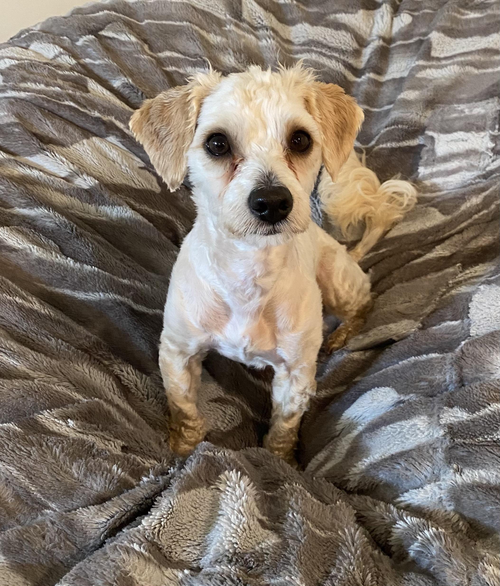 Rubert, an adopted mixed breed in Philadelphia, PA image 4/6