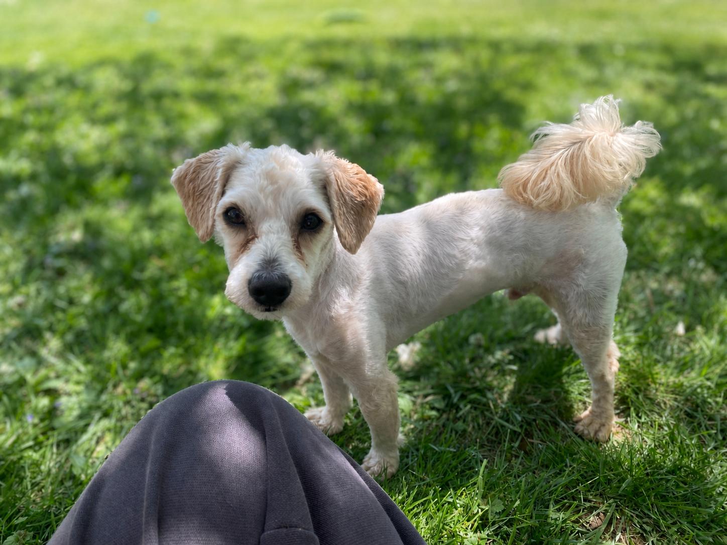 Rubert, adopted, Young Male Maltese & Poodle.