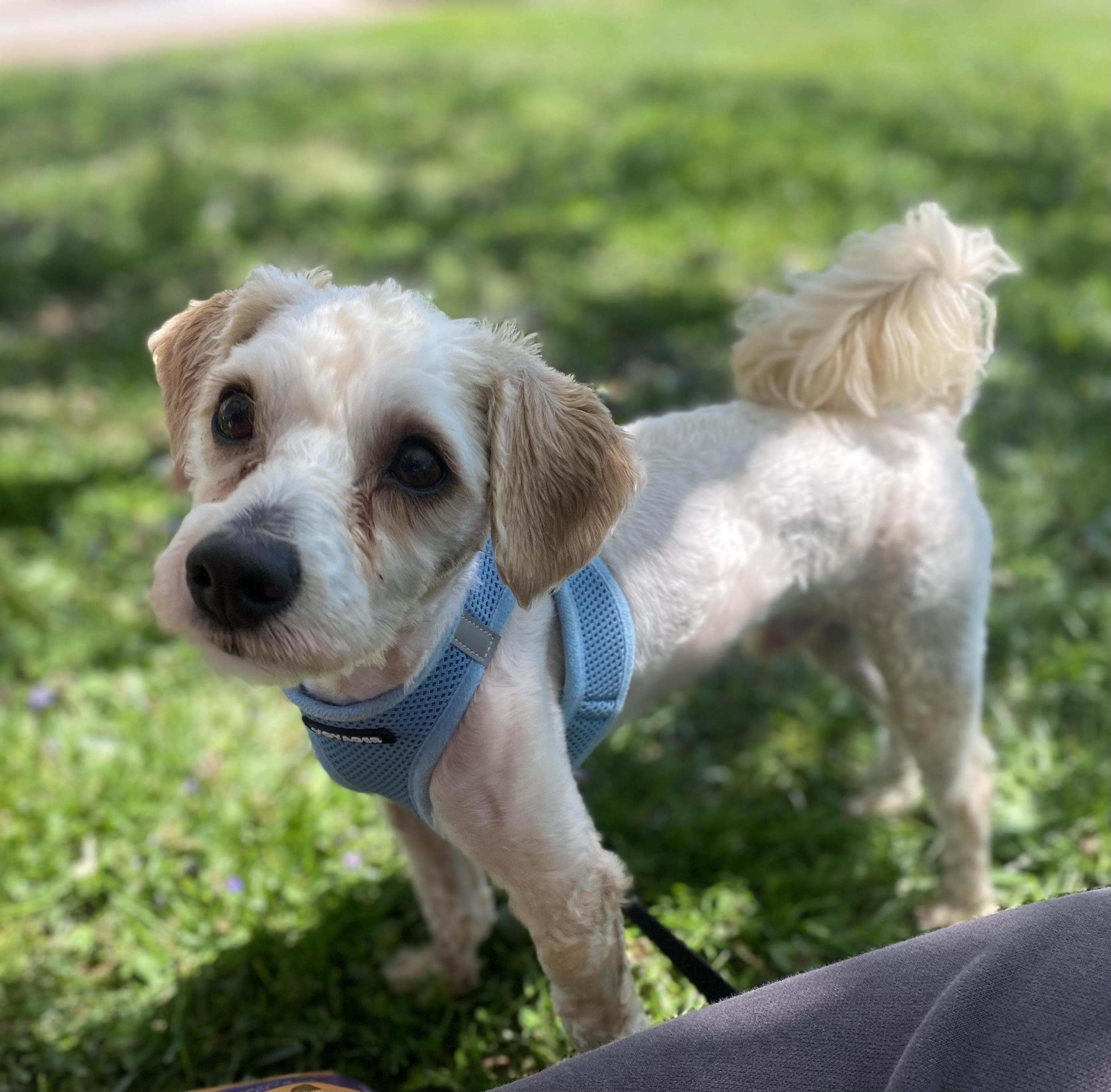 Rubert, an adopted mixed breed in Philadelphia, PA image 3/6