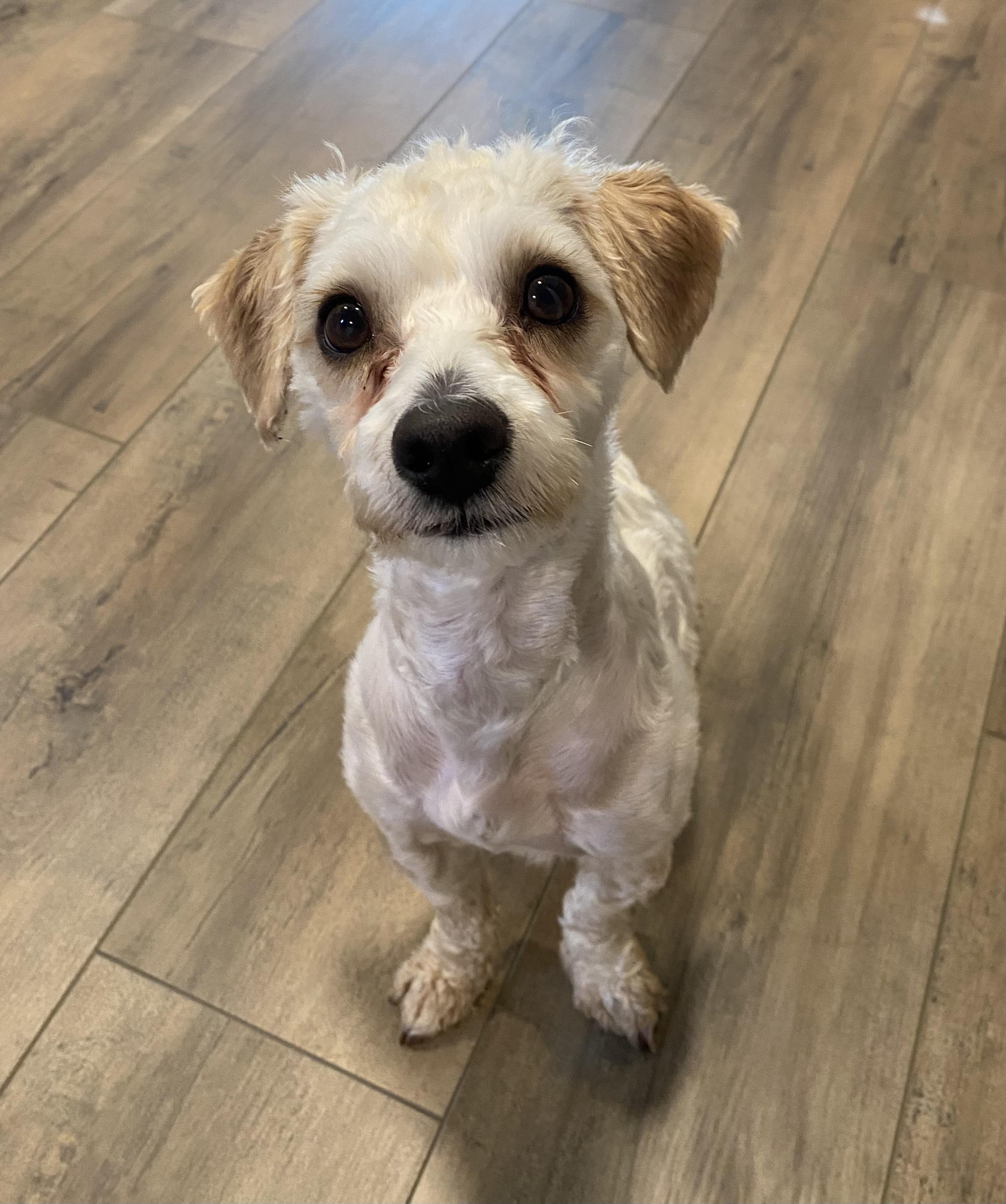 Rubert, an adopted mixed breed in Philadelphia, PA image 5/6