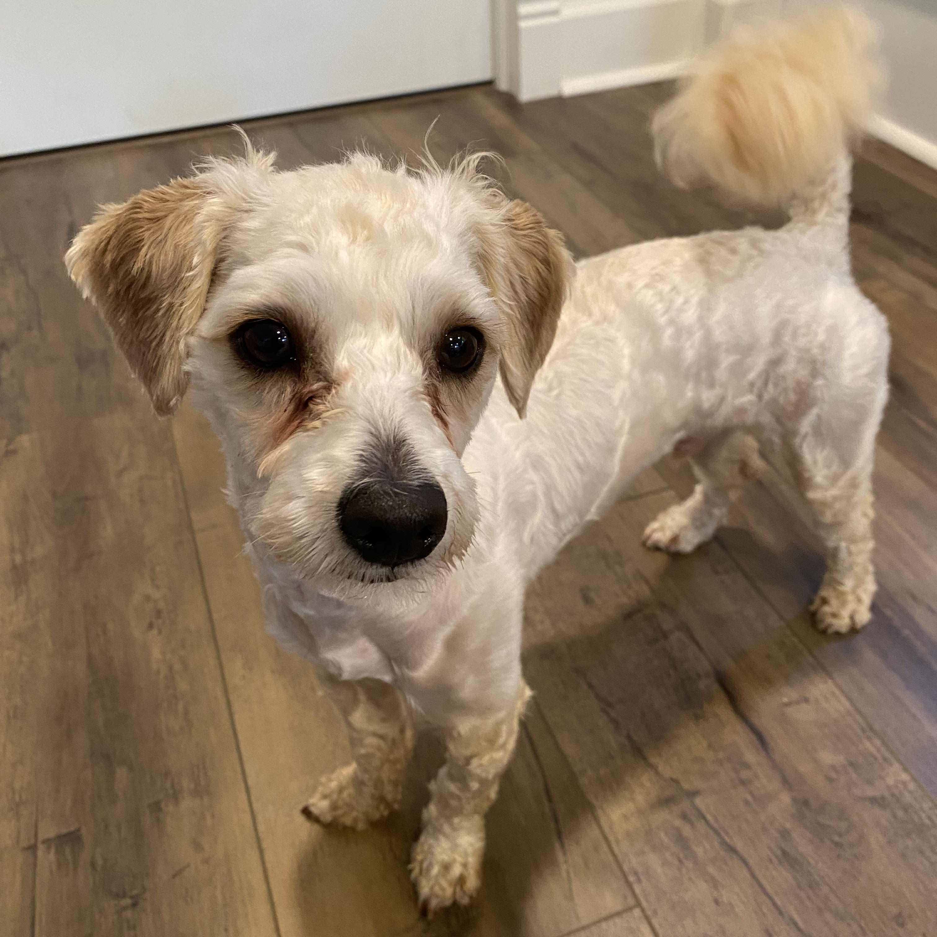 Rubert, an adopted mixed breed in Philadelphia, PA image 2/6