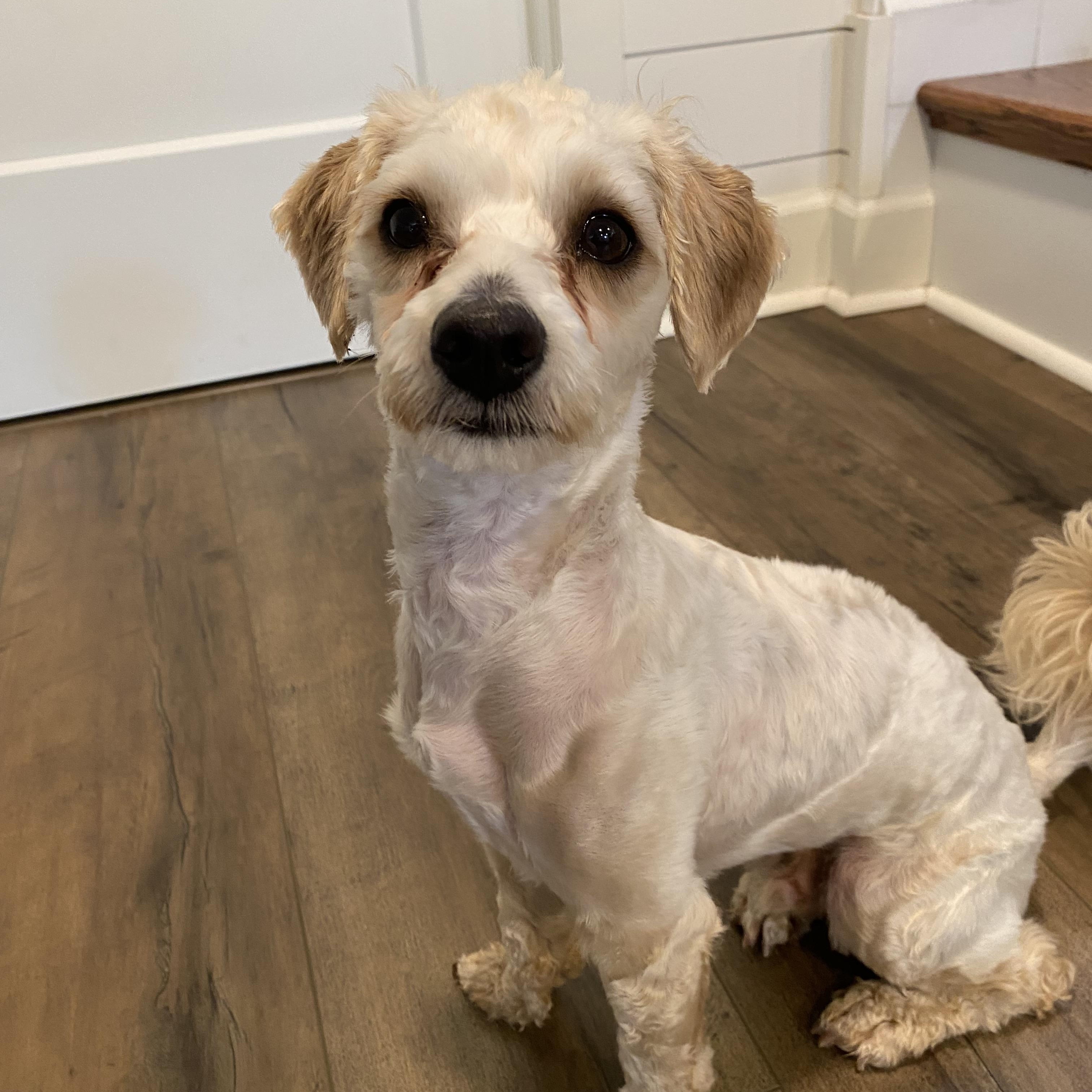 Rubert, an adopted mixed breed in Philadelphia, PA image 6/6
