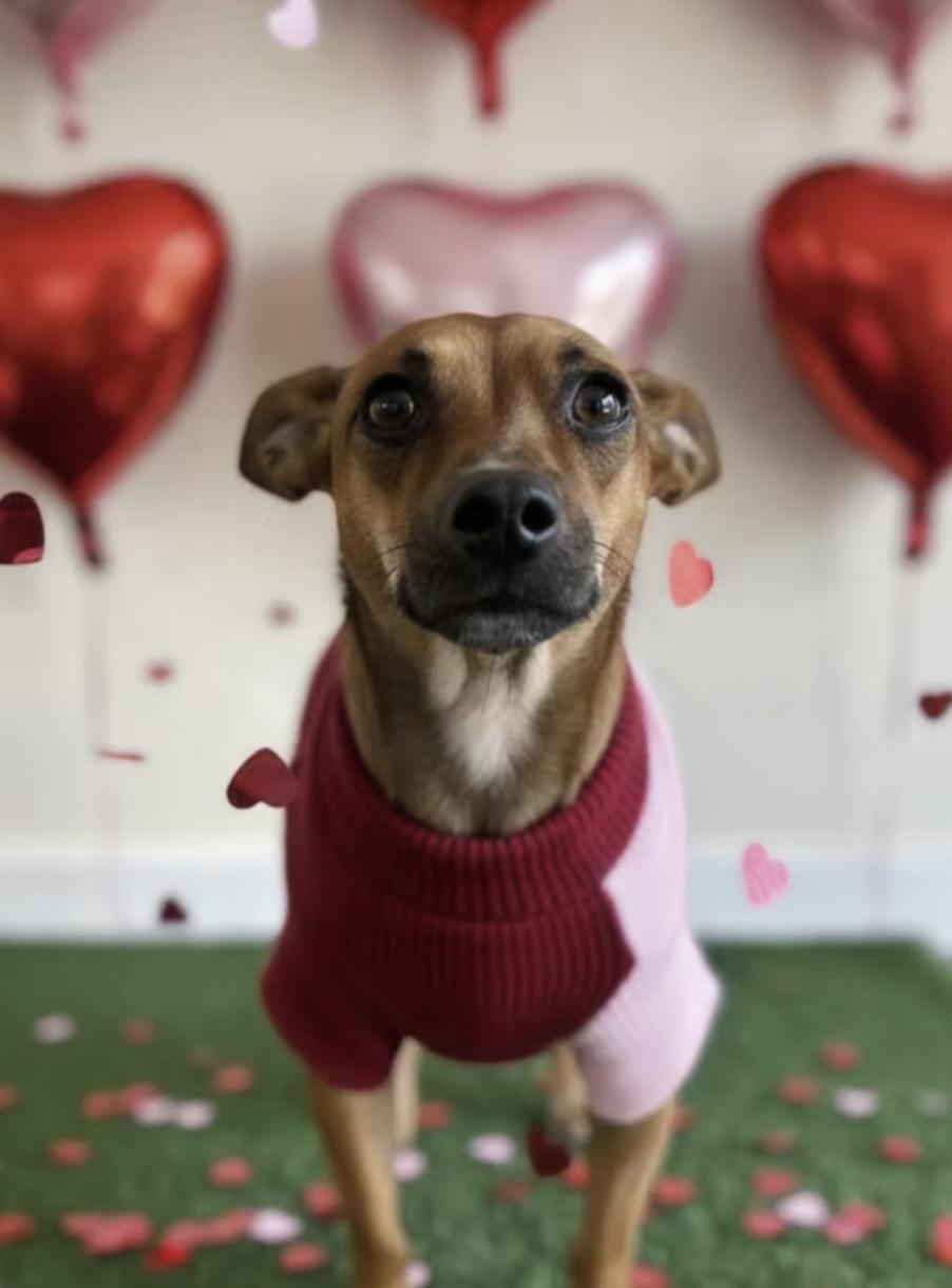 Enlarge Elizabeth, an adopted Chihuahua in Thornhill, ON image 1/1