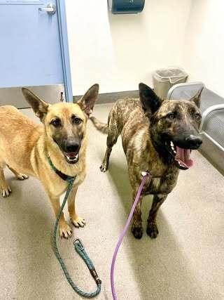 Merry Fka Pebbles  thumbnail 4