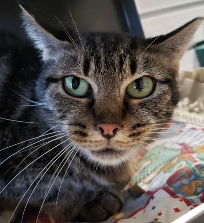 Mary Louise, Adoptable, Adult Female Domestic Short Hair & Domestic Short Hair.