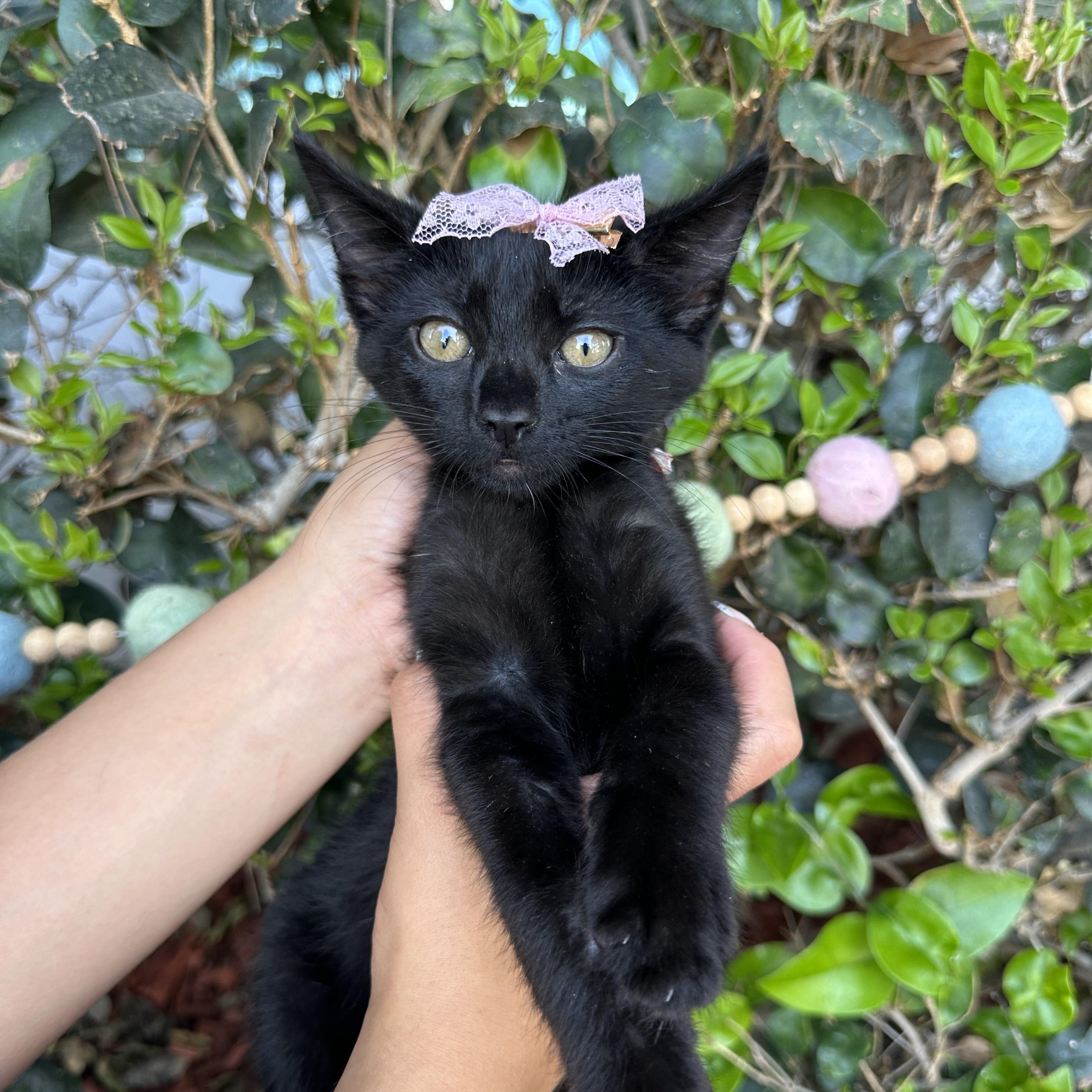 Chloe, a ADOPTABLE Domestic Short Hair in South El Monte, CA image 3/3