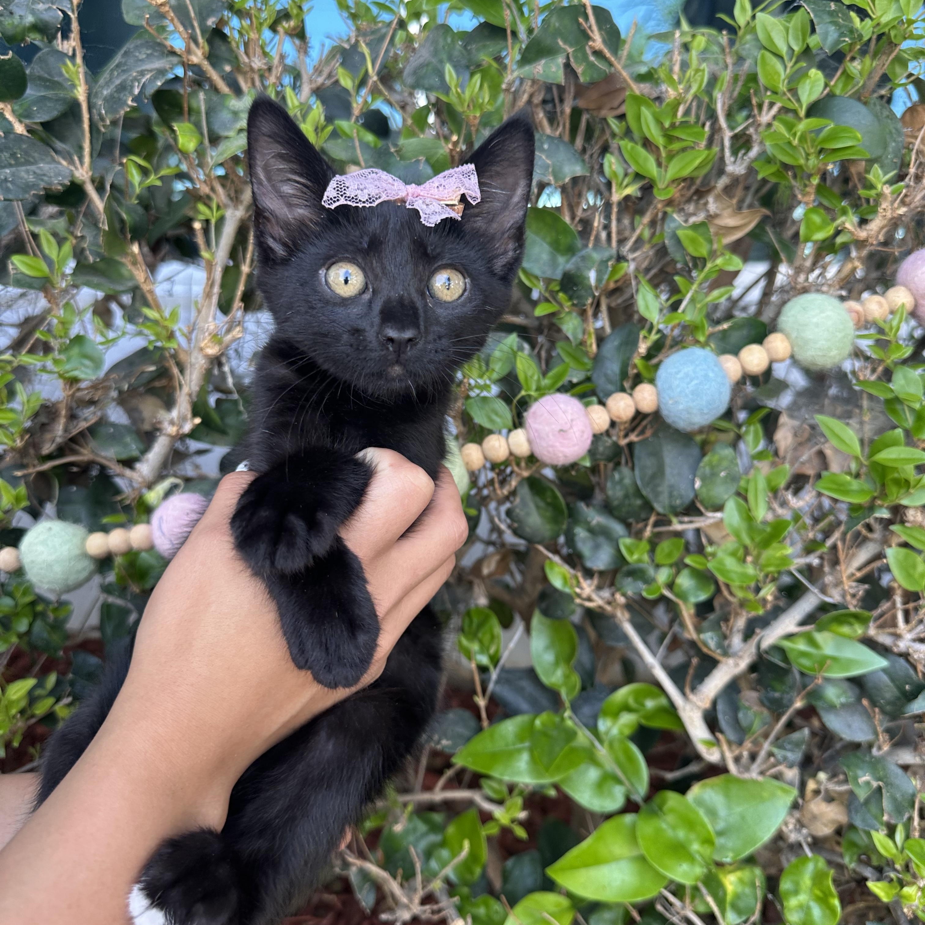 Chloe, a ADOPTABLE Domestic Short Hair in South El Monte, CA image 1/3