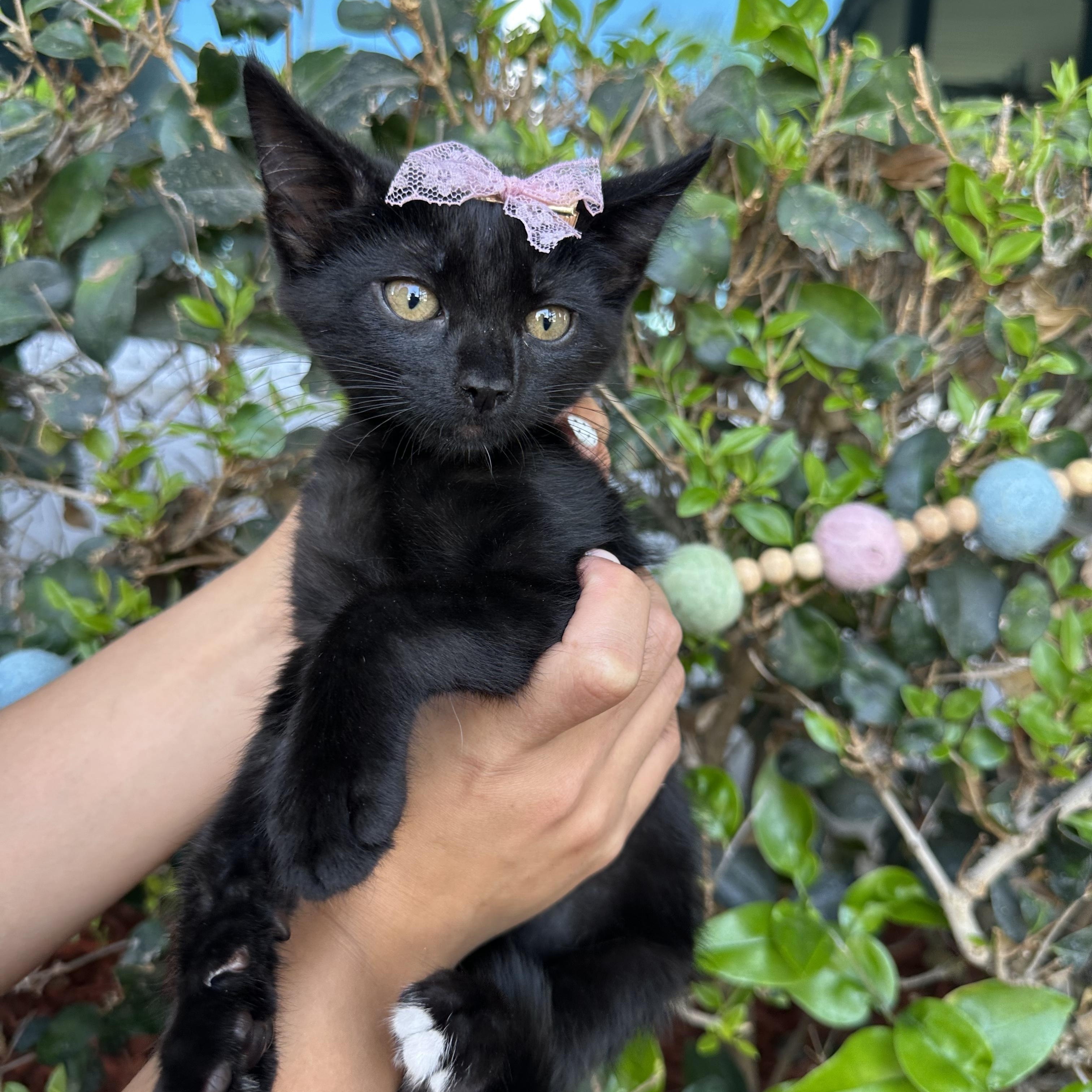 Chloe, a ADOPTABLE Domestic Short Hair in South El Monte, CA image 2/3