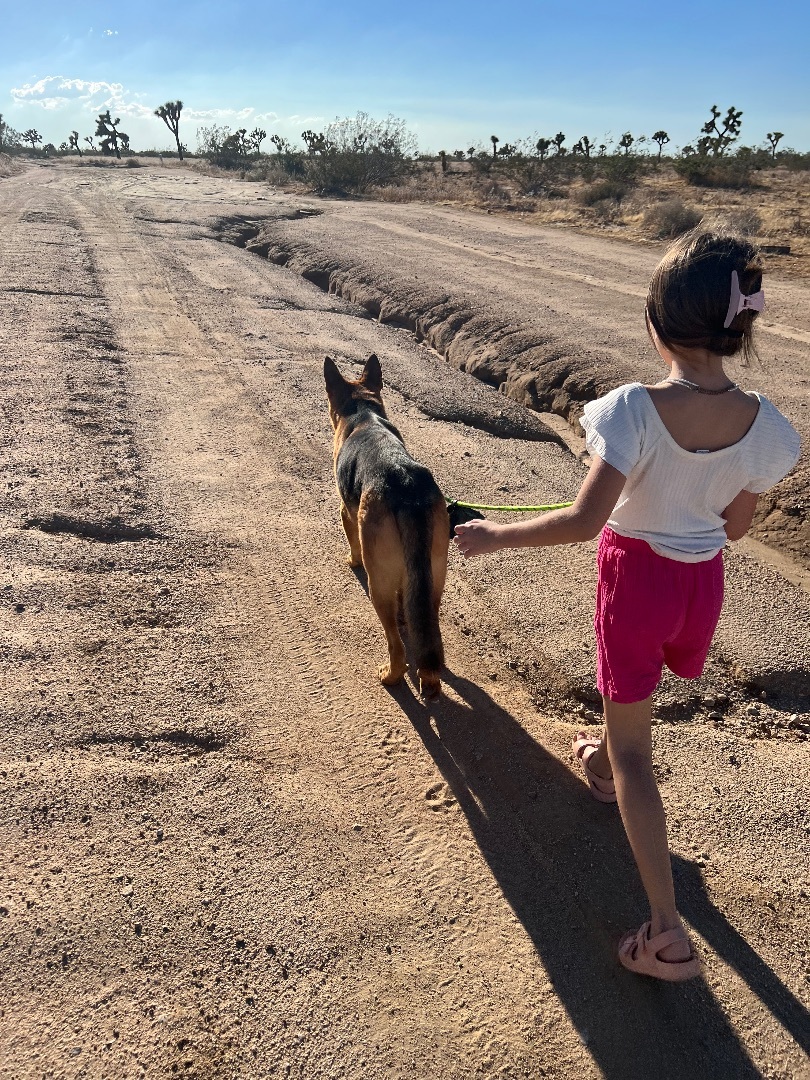 Bruno, a Adoptable mixed breed in Van Nuys, CA image 1/8