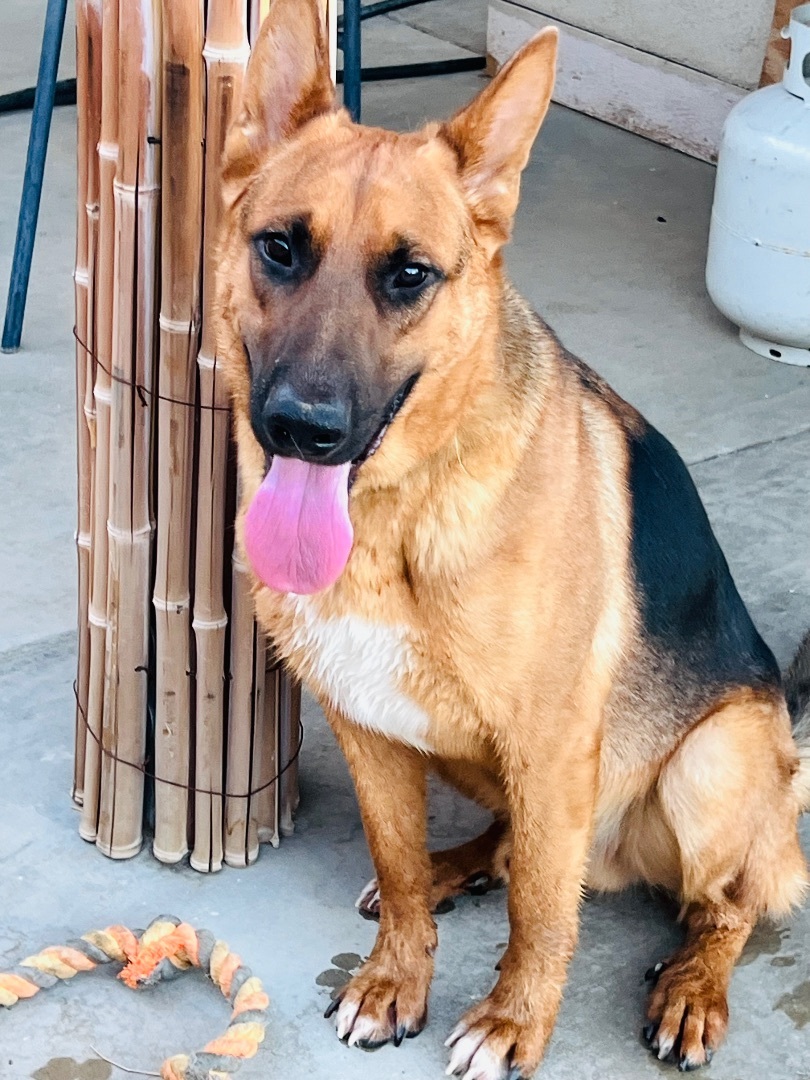 Bruno, a Adoptable mixed breed in Van Nuys, CA image 2/8