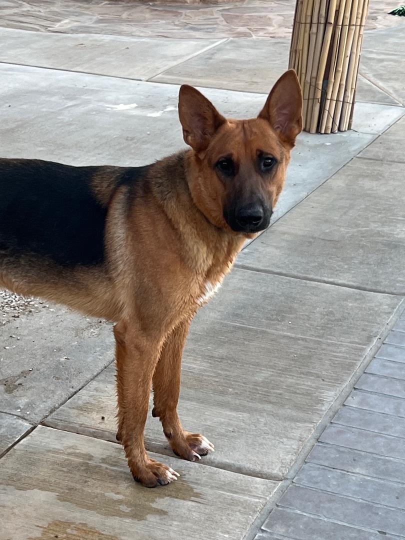 Bruno, a Adoptable mixed breed in Van Nuys, CA image 3/8