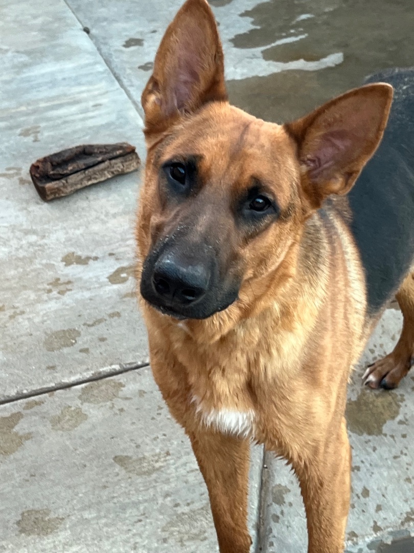 Bruno, a Adoptable mixed breed in Van Nuys, CA image 4/8