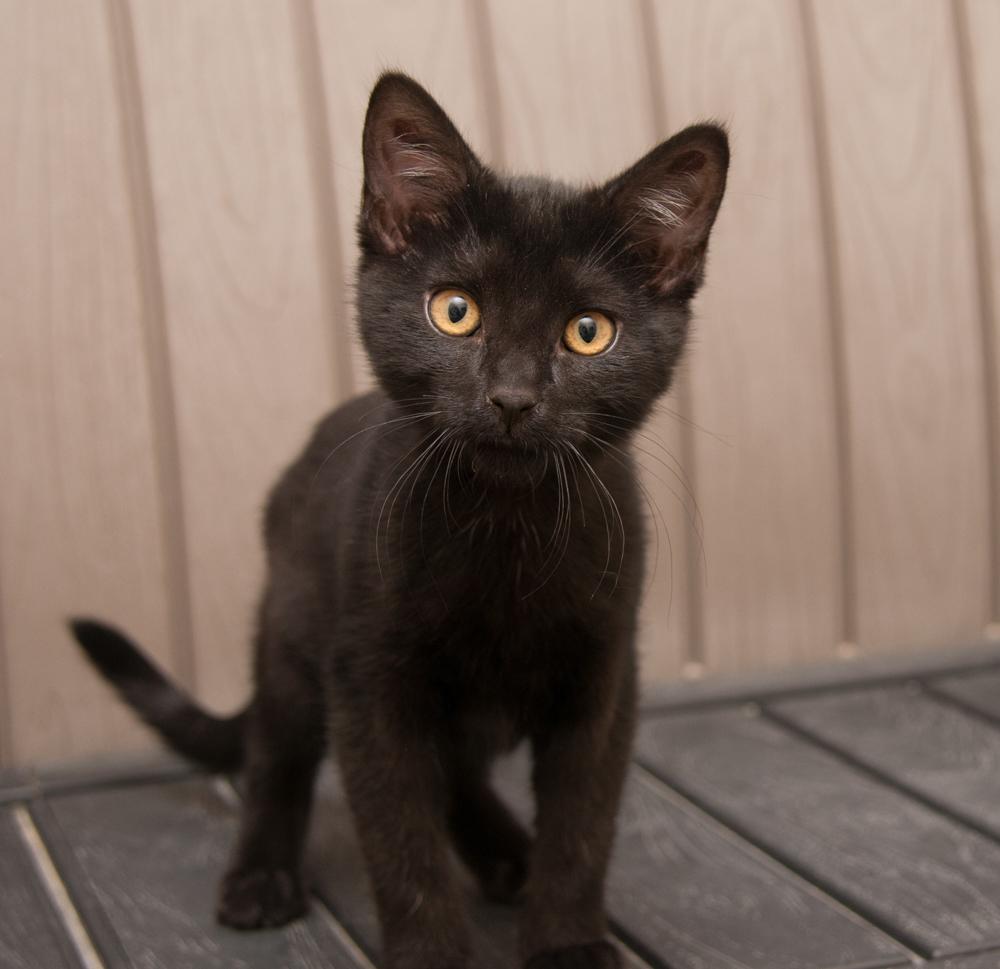 Truffle (gets adopted with Ganache), an adopted Domestic Short Hair in Westminster, CO image 2/5