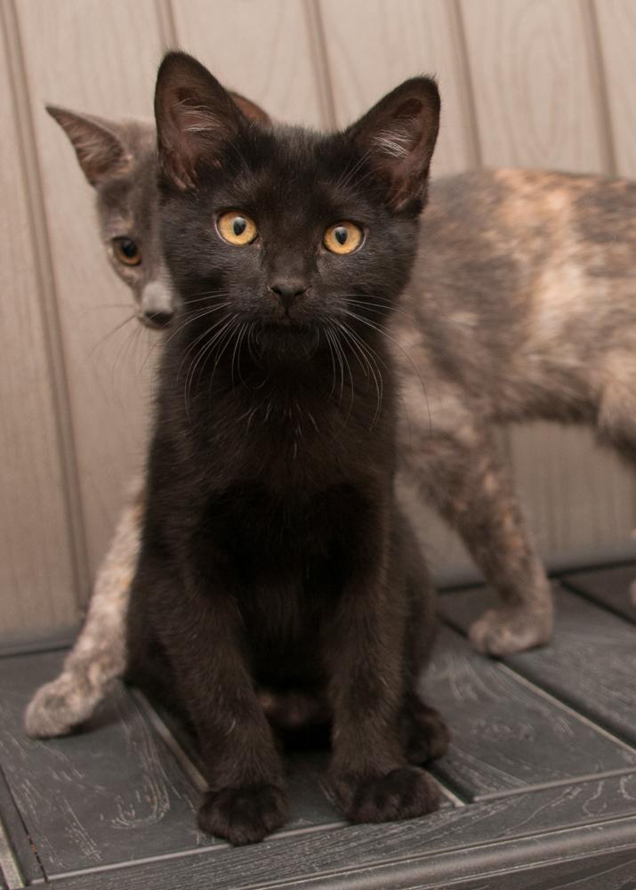 Truffle (gets adopted with Ganache), an adopted Domestic Short Hair in Westminster, CO image 4/5