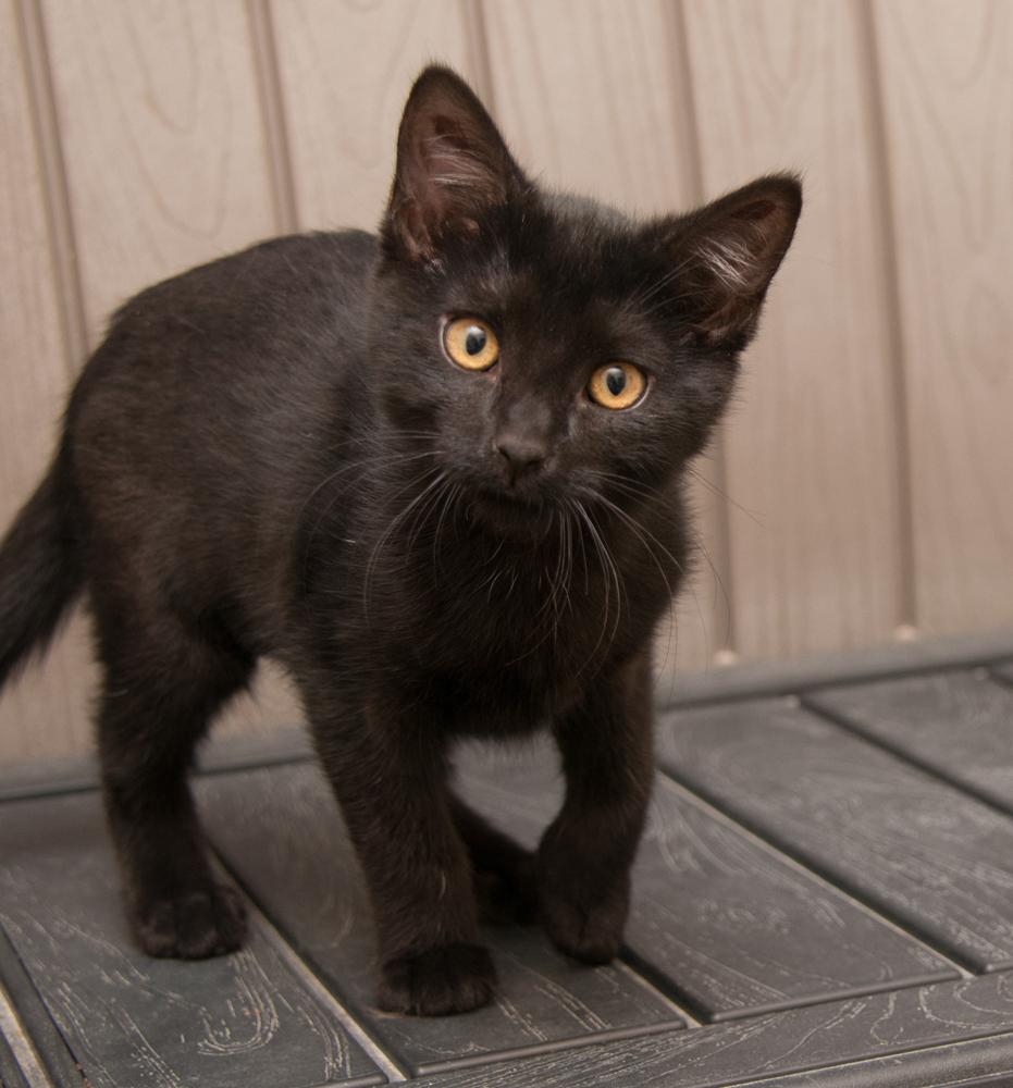 Truffle (gets adopted with Ganache), an adopted Domestic Short Hair in Westminster, CO image 3/5