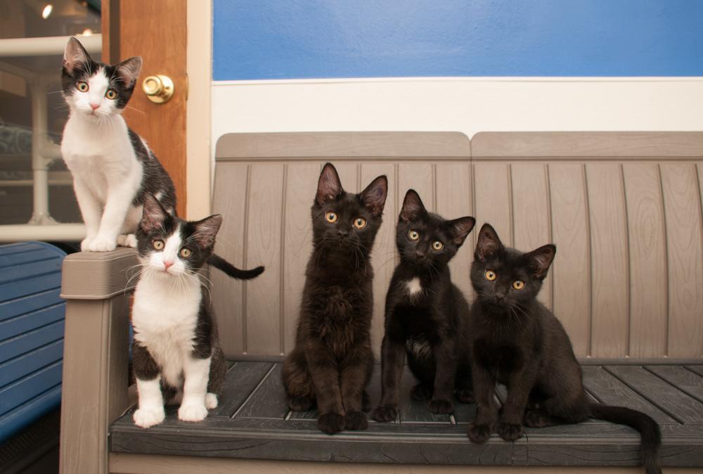 Truffle (gets adopted with Ganache), an adopted Domestic Short Hair in Westminster, CO image 5/5