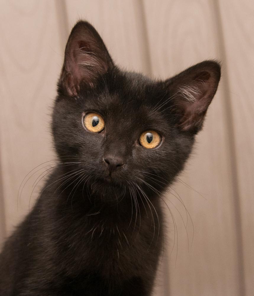 Truffle (gets adopted with Ganache), adopted, Kitten Female Domestic Short Hair.