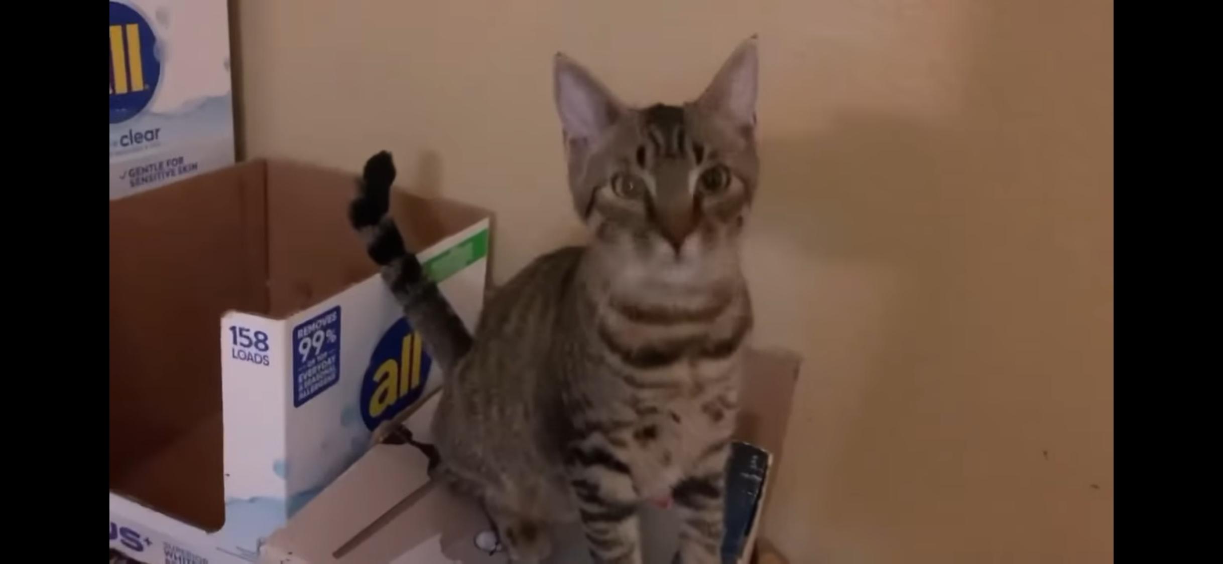 Enlarge Barton, a Adoptable American Shorthair in Dixon, CA image 3/5