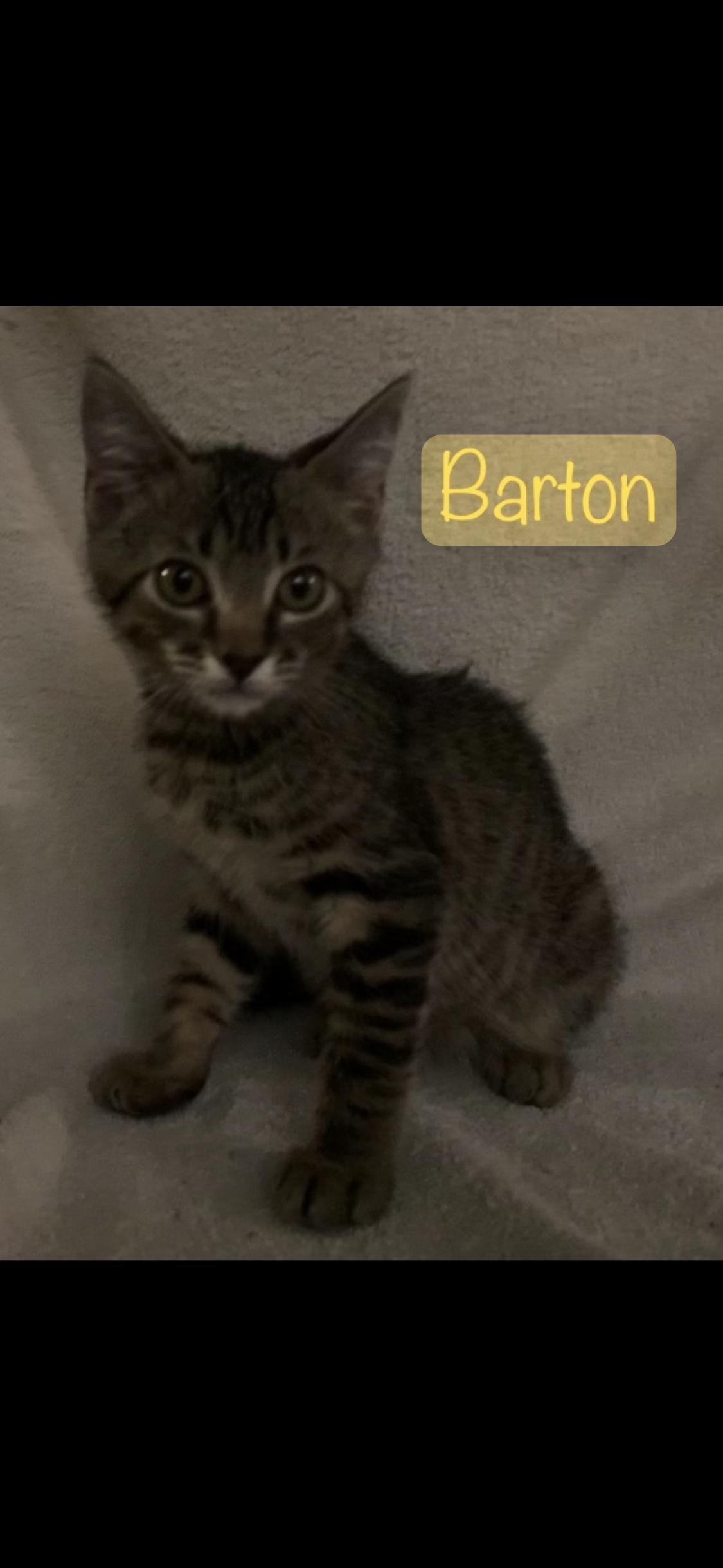 Enlarge Barton, a Adoptable American Shorthair in Dixon, CA image 5/5