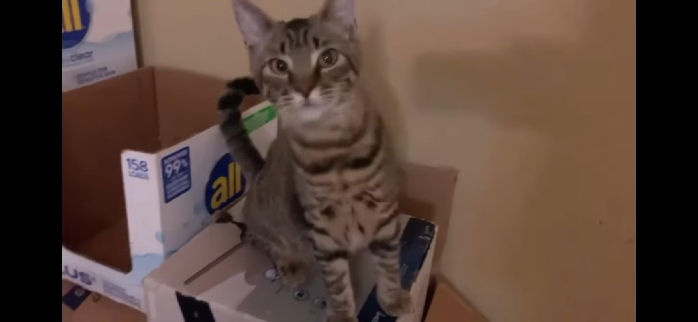 Enlarge Barton, a Adoptable American Shorthair in Dixon, CA image 2/5
