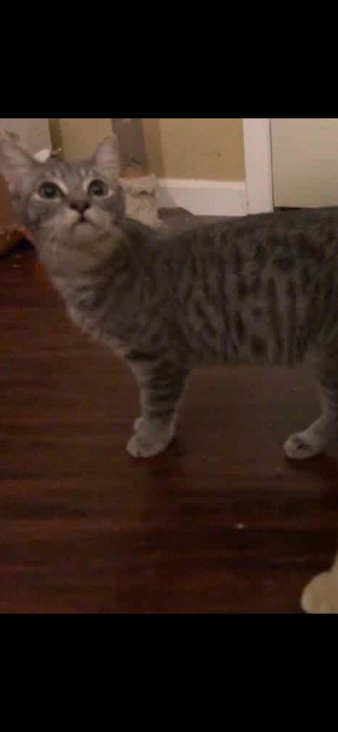 Enlarge Barton, a Adoptable American Shorthair in Dixon, CA image 4/5