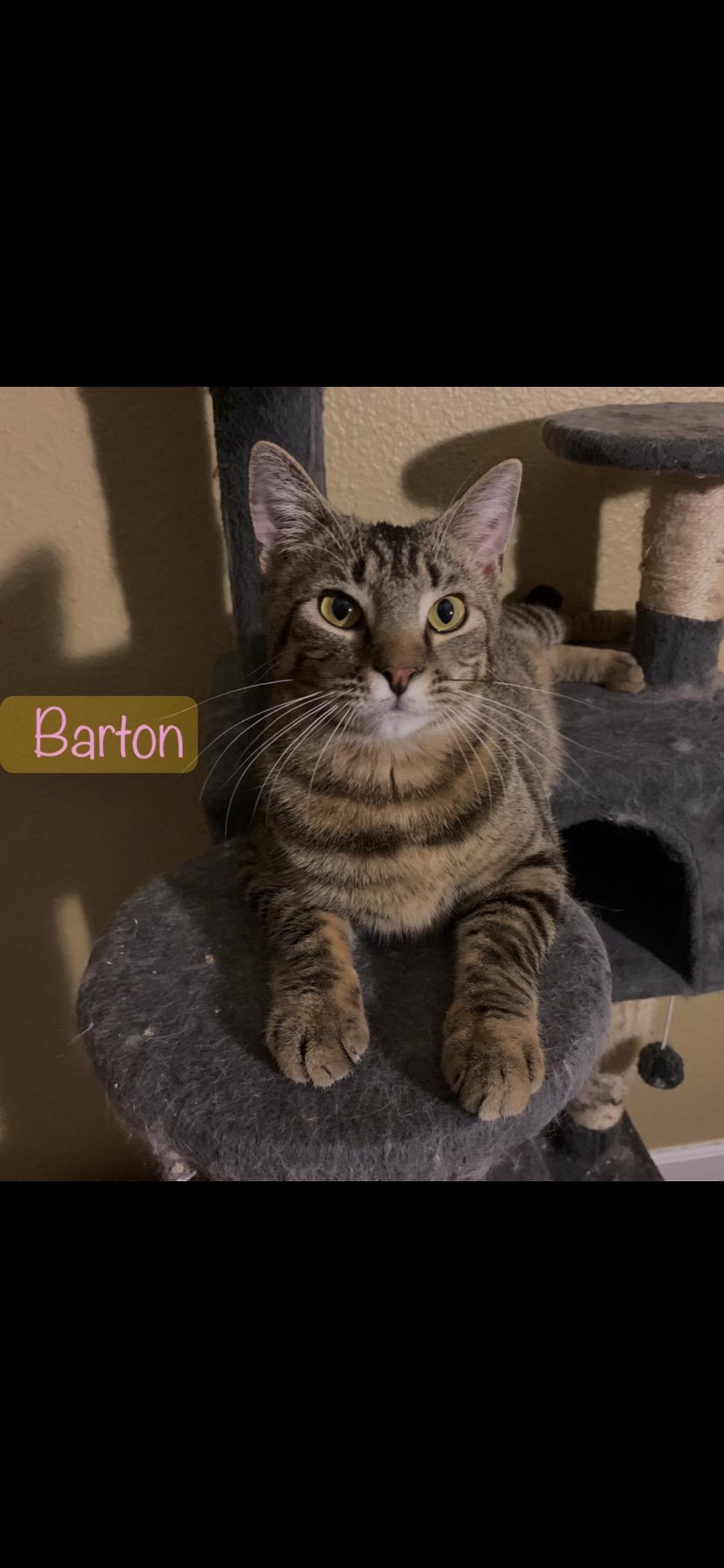 Enlarge Barton, a Adoptable American Shorthair in Dixon, CA image 1/5