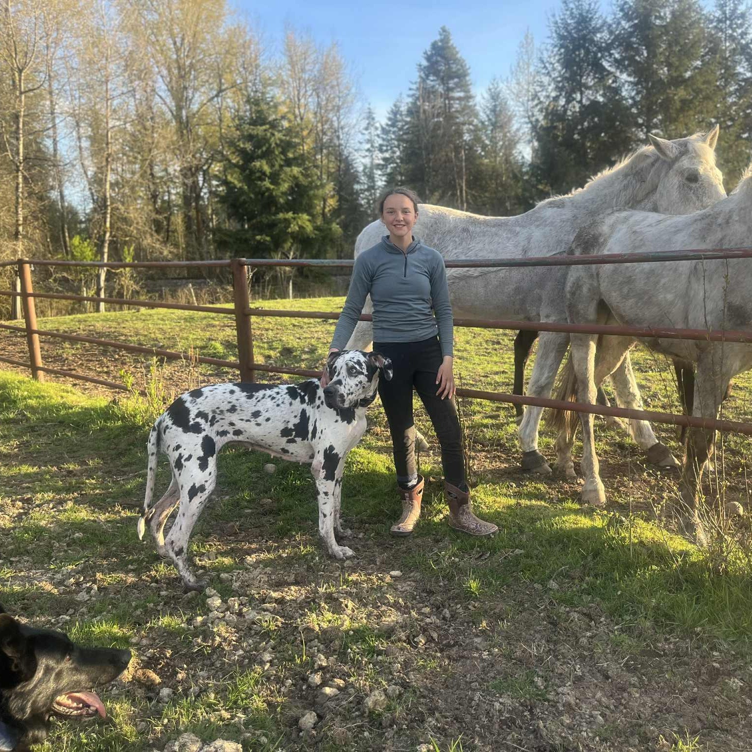 Penny - Goofy, Lovely Girl, a Adoptable Great Dane in Tacoma, WA image 2/3