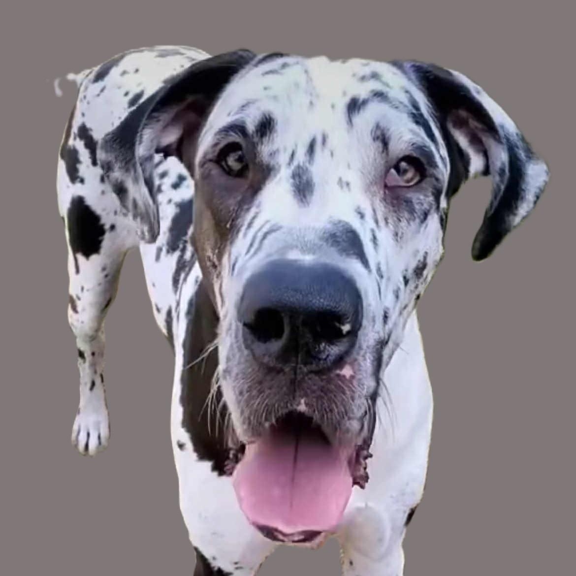 Penny - Goofy, Lovely Girl, a Adoptable Great Dane in Tacoma, WA image 3/3