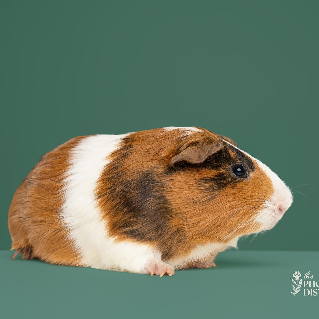 Enlarge Larry, a Adoptable Guinea Pig in Wilmington, NC image 4/5