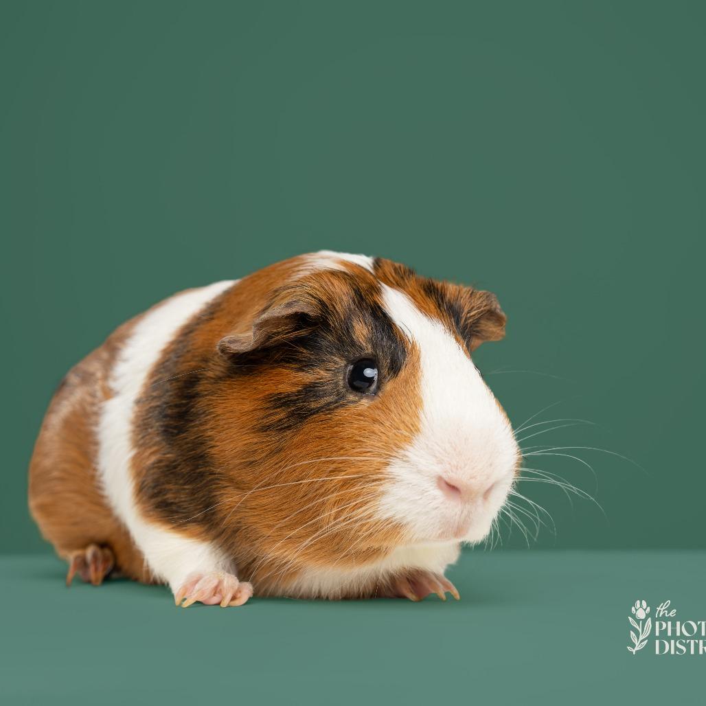 Larry, Adoptable, Young Male Guinea Pig.