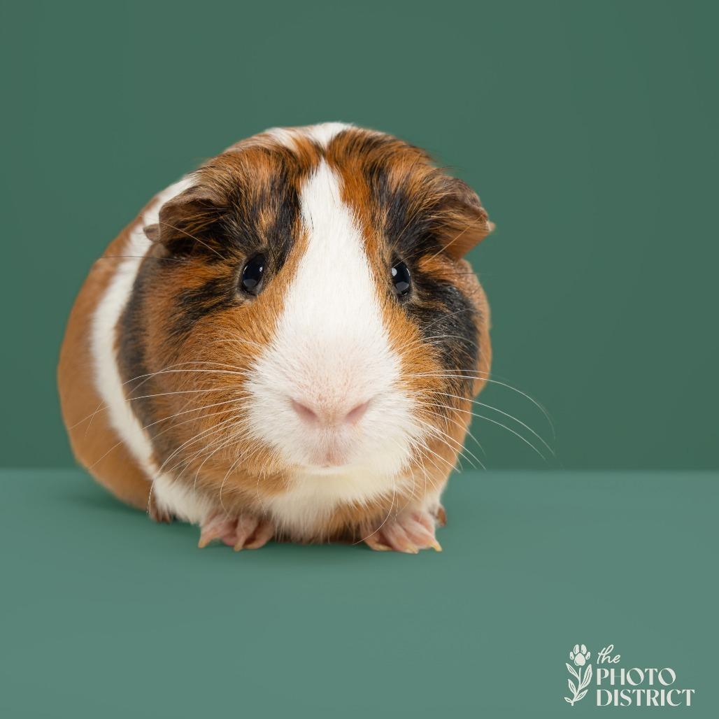 Enlarge Larry, a Adoptable Guinea Pig in Wilmington, NC image 5/5